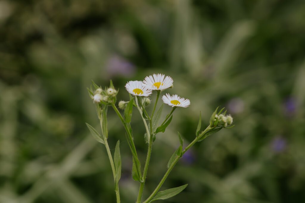 EdChoice Scholarships